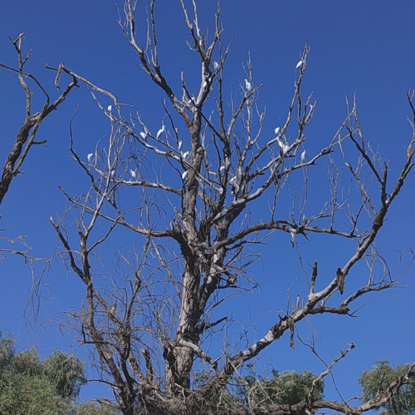 Tree full of Egrets