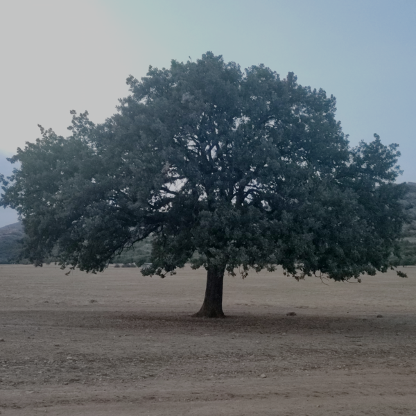 Alone Tree