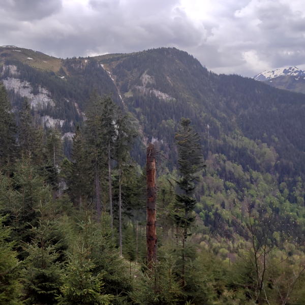 Horses' Waterfall Mountain View